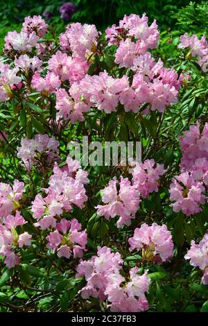 Rhododendron, Rhododendren, Rhododendron sp., havasszépe Stockfoto