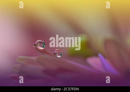 Schöne rosa Natur Hintergrund.Florale Kunst Design.Abstrakte Makro-Fotografie.Gänseblümchen Blume.Pastell Blumen.Violett Hintergrund.Creative künstlerische Wallpaper.Wedding invitation.Feier,love.Close Up View.Happy Holidays.Copy Raum. Stockfoto