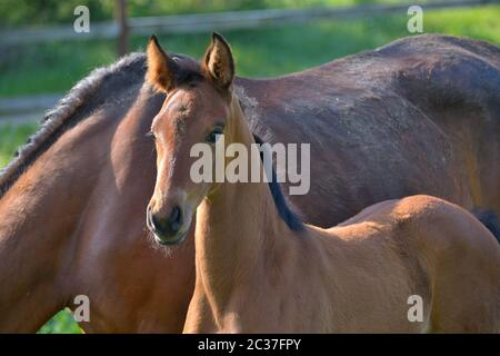 Porträt eines niedlichen Lorbeer Warmblut Stutfohlen, neben seiner Mutter in einer grünen Wiese stehend. Stockfoto