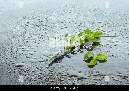 Erdbeeren Minze (Mentha spec) mit Blumen und Wasser Tropfen für Hintergrundbeleuchtung Stockfoto