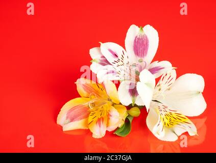 Alstroemeria Blumen auf einem glänzenden roten Hintergrund angelegt Stockfoto