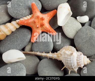 Hintergrund zur marine Mollusken und der Stern auf dem Kies Stockfoto