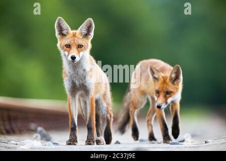 Zwei Red Fox, Vulpes vulpes, Jungen gehen auf eine Bahn überrascht. Wilde Tiere auf einer Eisenbahn in der Natur. Konzept der wildlebenden Pflanzen und Tiere und Transpor Stockfoto