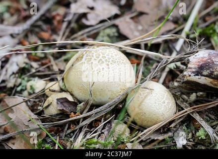 Pilze, Pilze bevölkern den Wald und füllen ihn mit Leben Stockfoto