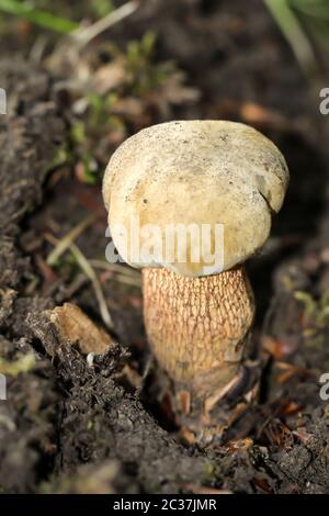 Pilze, Pilze bevölkern den Wald und füllen ihn mit Leben Stockfoto