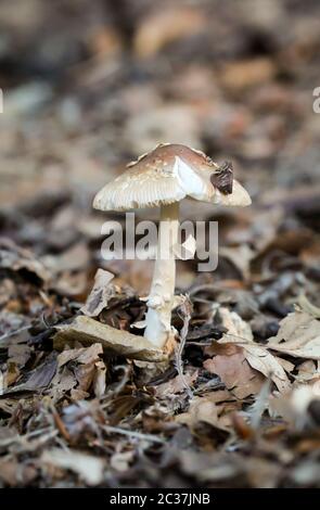 Pilze, Pilze bevölkern den Wald und füllen ihn mit Leben Stockfoto