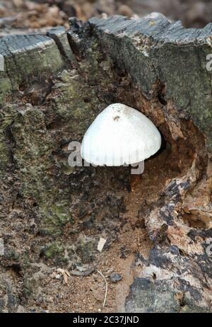 Pilze, Pilze bevölkern den Wald und füllen ihn mit Leben Stockfoto