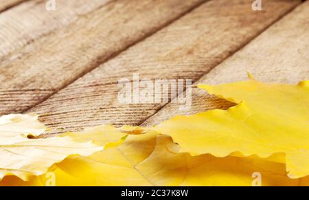 Herbst Hintergrund mit Tafel und gelbe Blätter Stockfoto