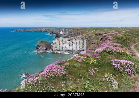 Meeresgediet Armeria maritima wächst auf den wilden, schroffen Klippen bei Bedruthan Steps in Carnewas in Cornwall. Stockfoto