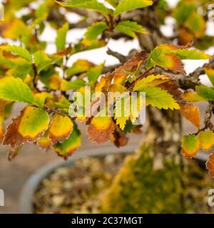 Laubblätter Ulme Bonsai Baum Herbstfärbung mit verschwommenem Bokeh Stockfoto