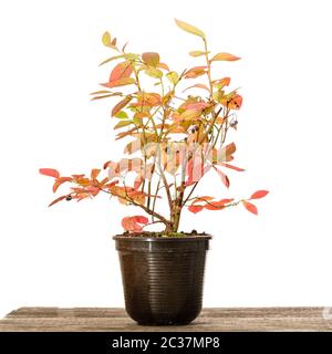 Heidelbeerpflanze in einem Topf mit roter Herbstfarbe auf Holz Stockfoto