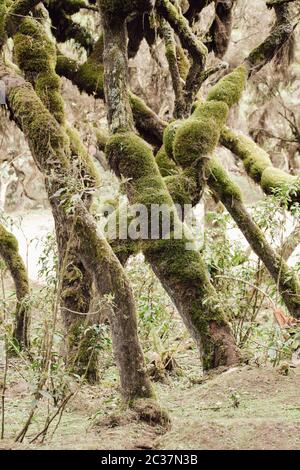 Harenna Wald mystische Landschaft, Bale Berge. letzten natürlichen Wälder im Land. Oromia Region, Äthiopien Wildnis Stockfoto