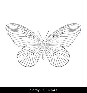 Hand gezeichnete Schmetterling. Schwarze und weiße Vector Illustration für die Färbung. Stockfoto