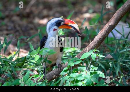 Vogel von der Decken's Hornbill am Boden. Tockus deckeni, Lake Chamo, Arba Minch, Äthiopien Tierwelt Stockfoto