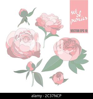 Vektor mehrfarbige Menge von Bild von Pfingstrosen isoliert auf einem weißen Hintergrund. Stock Vektor