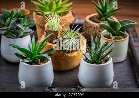 Sammlung von saftigen Pflanzen für den Hausdeco. Gartenidee für steingarten. Stockfoto