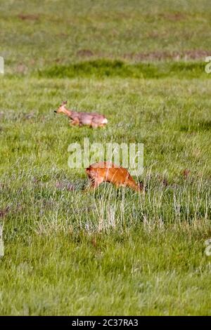 Rotwild in einer Wiese Stockfoto