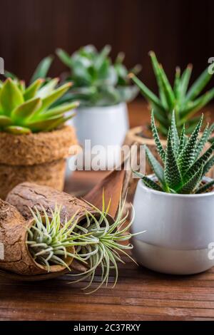 Sammlung von saftigen Pflanzen für den Hausdeco. Gartenidee für steingarten. Stockfoto