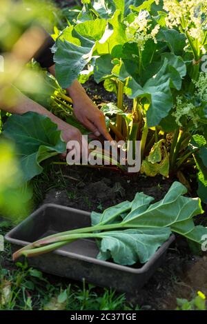 Pflanze von Rhabarber in kleinen Garten, Ernte für Kuchen Stockfoto