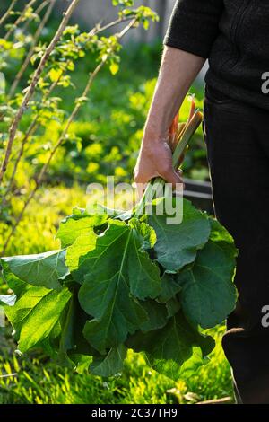 Rhuberb Stiele in der Hand der Männer, Ernte Stockfoto