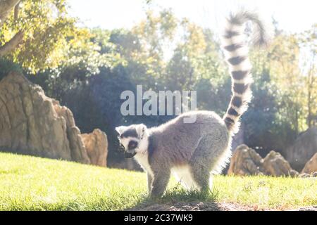 Ring-Schwanzlemur auf Wiese, die von der Nachmittagssonne beleuchtet wird. Stockfoto