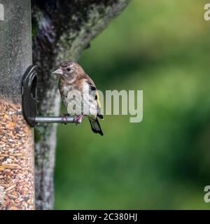 Ein Jungfink thronte auf dem Futterhäuschen Stockfoto