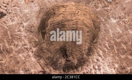 Der Abdruck der Trilobiten in einem Stein. 500 Millionen Jahre alter Trilobit. Trilobiten, was bedeutet, dass drei Lappen eine fossile Gruppe von ausgestorbenen marinen Arachnom sind Stockfoto