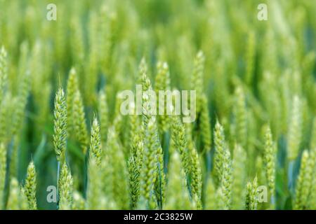 Junge Weizen, grüne Weizen Sämlinge wachsen in einem Feld Stockfoto