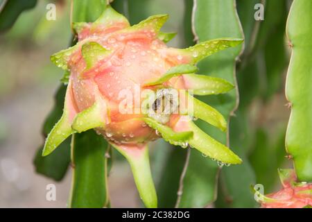 Dragon Frucht am Baum nach dem Regen in den Garten Stockfoto