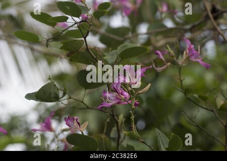 Blumen von Orchideenbaum, Bauhinia variegata, Fabaceae, Corcovado Nationalpark, Costa Rica, Centroamerica Stockfoto