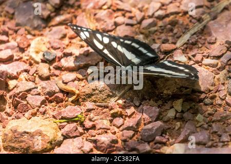 Der Gleiter (Neptis sappho) Stockfoto