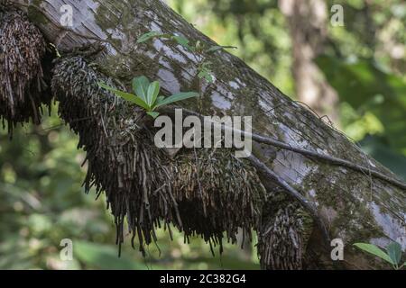 Junge Strangler Feige, Ficus aurea, Moraceae, Corcovado Nationalpark, Osa Halbinsel, Costa Rica, Centroamerica Stockfoto