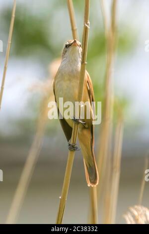 Großer Schilfrohrsänger auf einem Schilf (Acrocephalus arundinaceus) Stockfoto