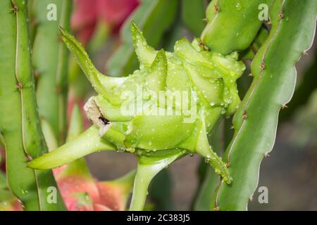 Dragon Frucht am Baum nach dem Regen in den Garten Stockfoto