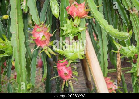 Dragon Frucht am Baum nach dem Regen in den Garten Stockfoto