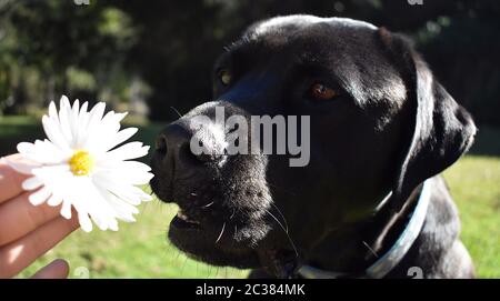 Ein schwarzer Labrador riecht ein weißes Gänseblümchen Stockfoto