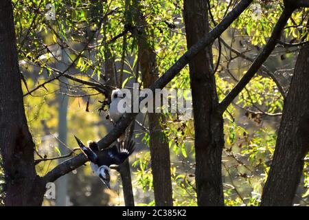 Zwei wilde Kookaburras, einer sitzt in einem Baum und einer fliegt nach unten Stockfoto