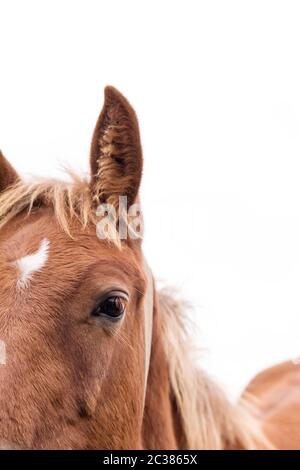 Portrait des Pferdes mit schönen Augen isoliert auf weißem Hintergrund Stockfoto