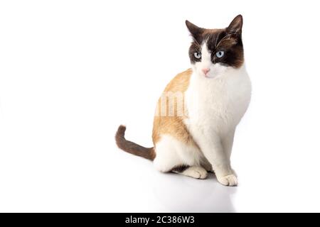 siamesische Kreuzkatze und ragdoll sitzen auf weißem Hintergrund im Studio Stockfoto