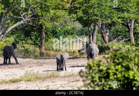 Afrikanischer Elefant mit Baby Loxodonta in game reserve Bwabwata, Caprivi Strip,Namibia, Afrika Safari Wildlife und Wüste Stockfoto