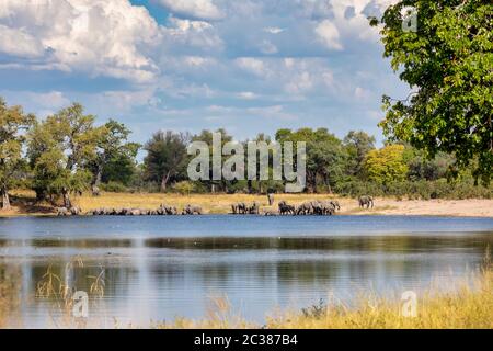 Herde von afrikanischen Elefanten am Wasserloch Loxodonta in game reserve Bwabwata, Caprivi Strip,Namibia, Afrika Safari Wildlife und Wüste Stockfoto