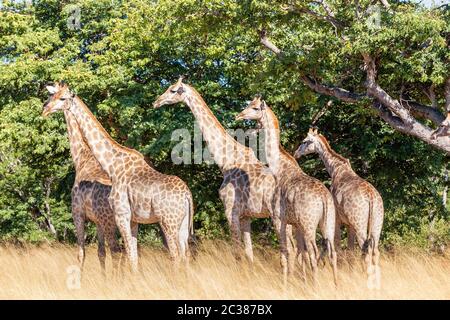 Herde von Beautiful South African giraffe im afrikanischen Busch, Chobe National Park, Botswana Safari Wildlife Stockfoto