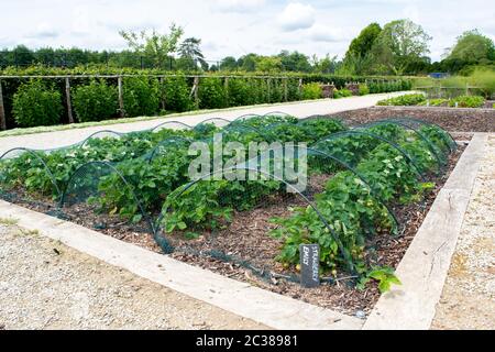 Nahaufnahme eines Erdbeerfleckens, der im Garten mit einem Schieferschild wächst. Stockfoto
