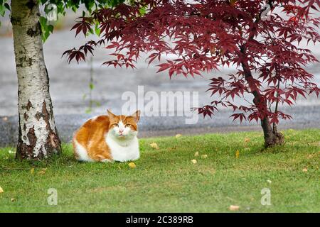 Eine Ingwerkatze sitzt vorsichtig auf dem Gras unter einem Baum, um sich vor dem Regen zu schützen. Stockfoto