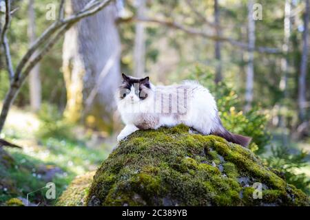 Eine hübsche reinrassige Ragdoll Katze braun bicolor im Wald. Die Katze ruht auf einem Stein mit Moos auf der Oberseite, und sie schaut hinaus in den Wald. Stockfoto