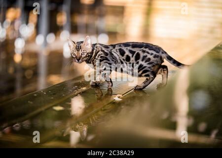 Eine schöne reinrassige Bengal Katze, die draußen auf einer nassen Holzveranda läuft. Die gefleckte Katze spiegelt sich im Regen auf dem Holzboden. Stockfoto