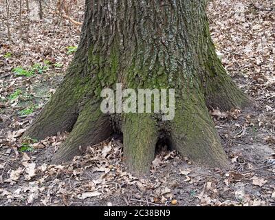 Der untere Teil des Eichenstammes im Wald. Stockfoto