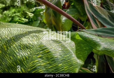 Nahaufnahme mit einigen grünen Maranta-Pflanzenblättern Stockfoto