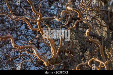 Viele geschraubte Haselzweige Vollrahmen Hintergrund Stockfoto