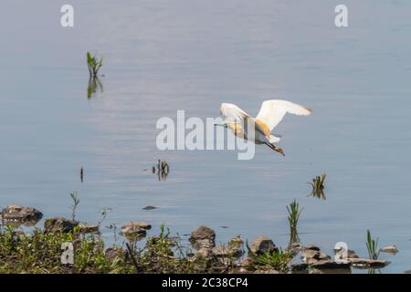 Squacco Heron im Flug (Ardeola Ralloides) Stockfoto